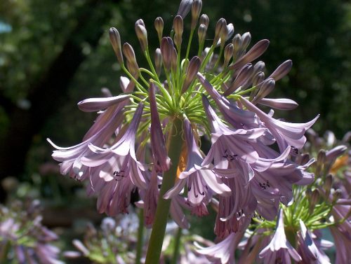 Agapanthus Lilac Mist