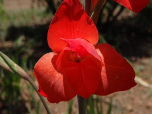 Gladiolus dalenii Red Dazzle