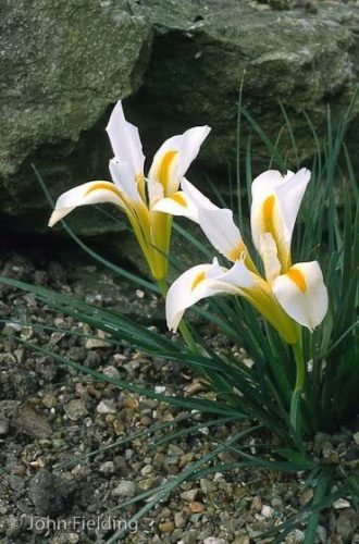 Iris unguicularis subsp. cretensis