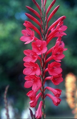 Watsonia knysnana x pillansii Crimson Lake