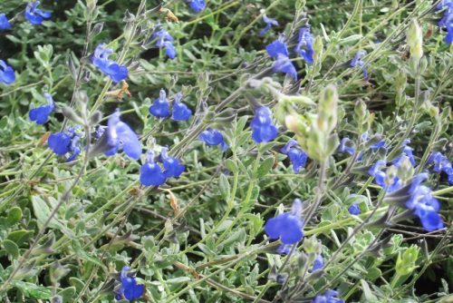 Salvia chamaedryoides Argentea