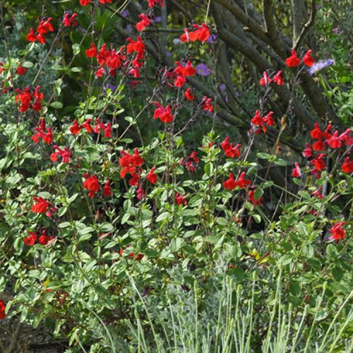 Salvia microphylla Royal Bumble