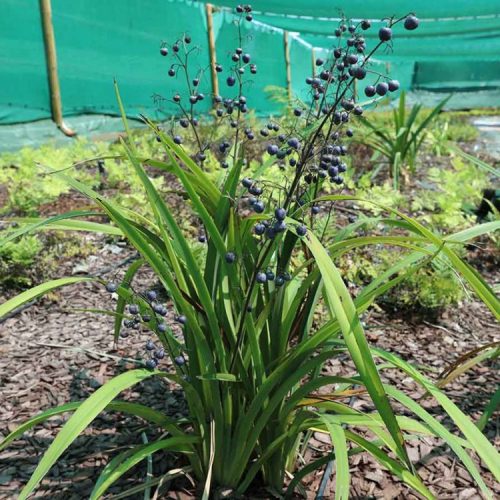 Dianella tasmanica