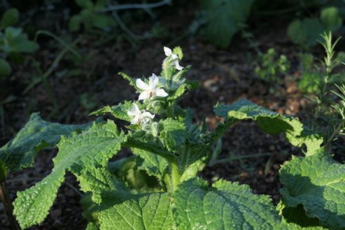 Borago officinalis ‘Alba