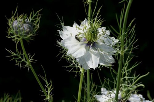 Nigella damascena white