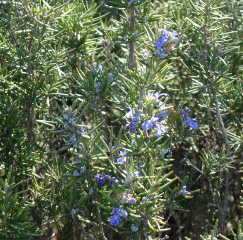 Salvia rosmarinus Santa Barbara Blue