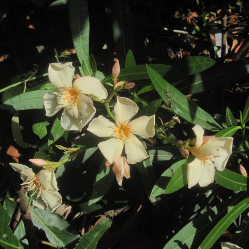 Nerium oleander Angiolo Pucci