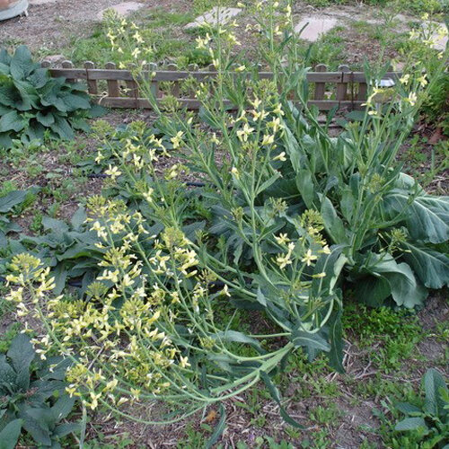 Brassica oleracea var. arborea