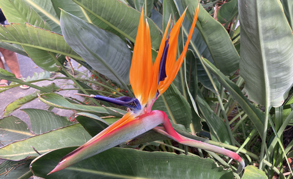 Strelitzia reginae