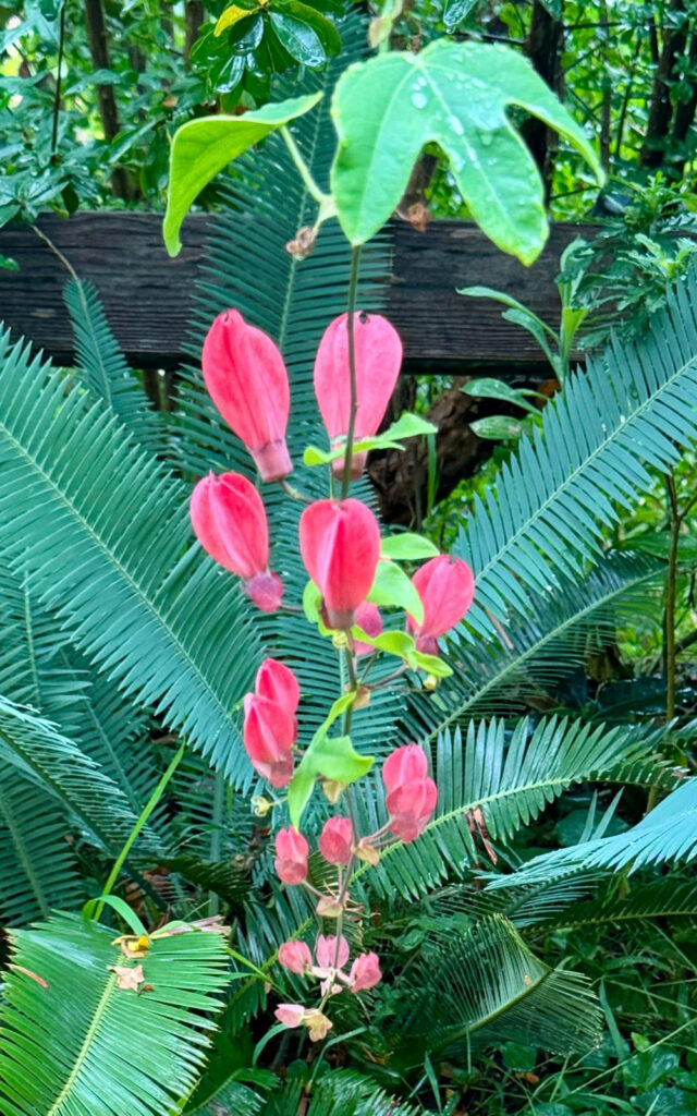 Passiflora racemosa