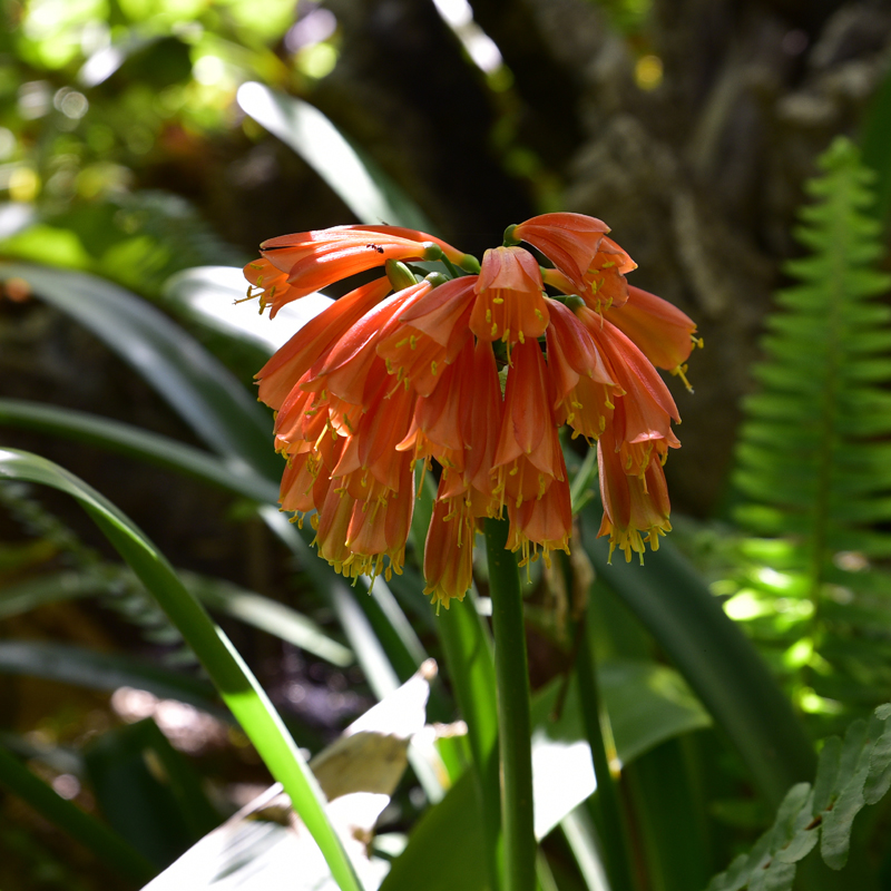 Clivia x cyrtanthiflora