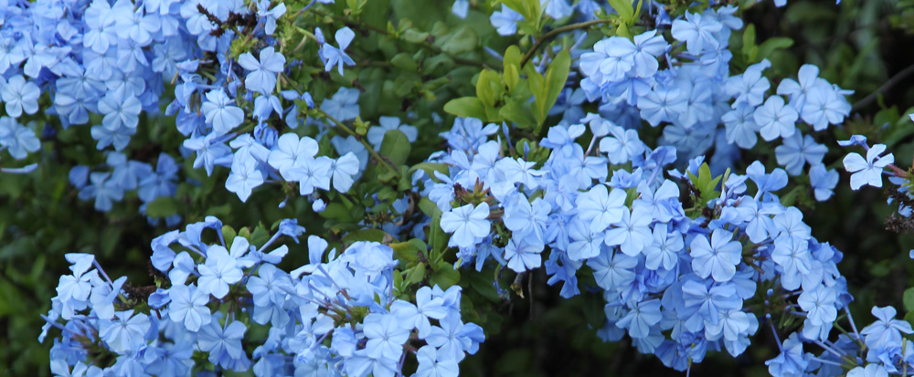 Plumbago articulata