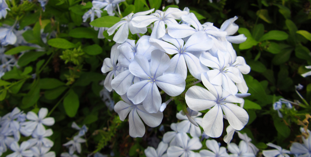 Plumbago auriculata f. alba