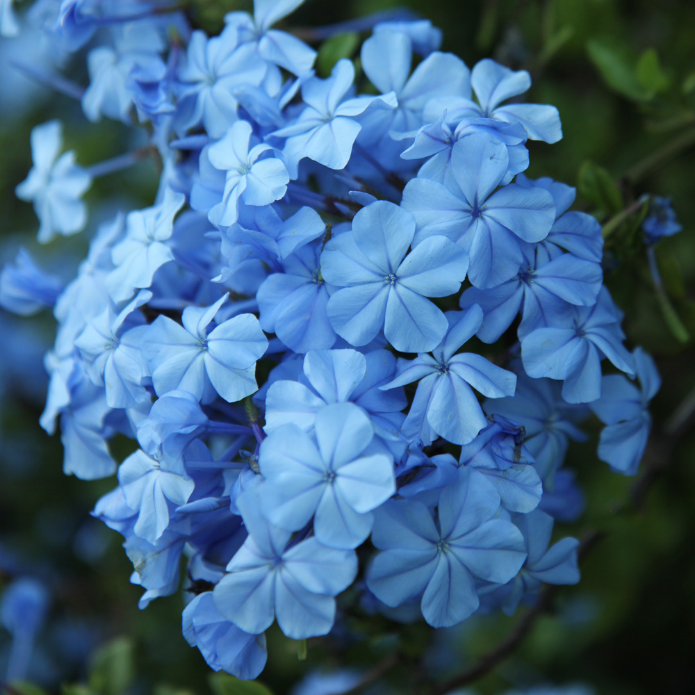 Plumbago Auriculata