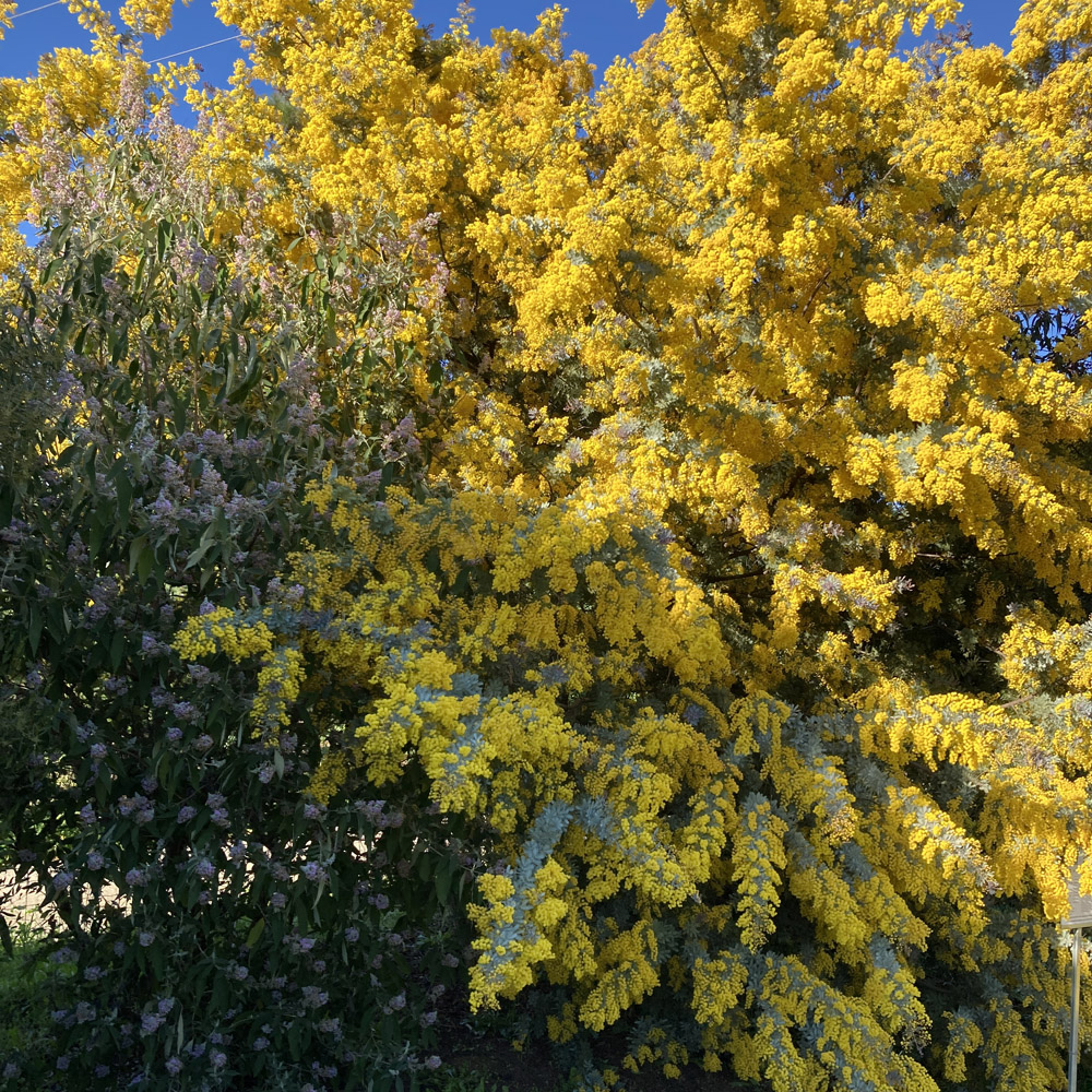 Acacia baileyana ‘Purpurea’