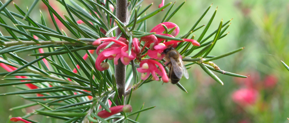 Grevillea juniperina