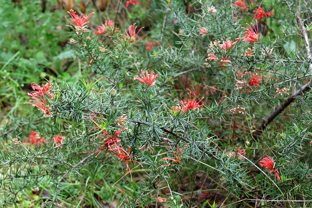Grevillea juniperina ‘Prostrate Red’
