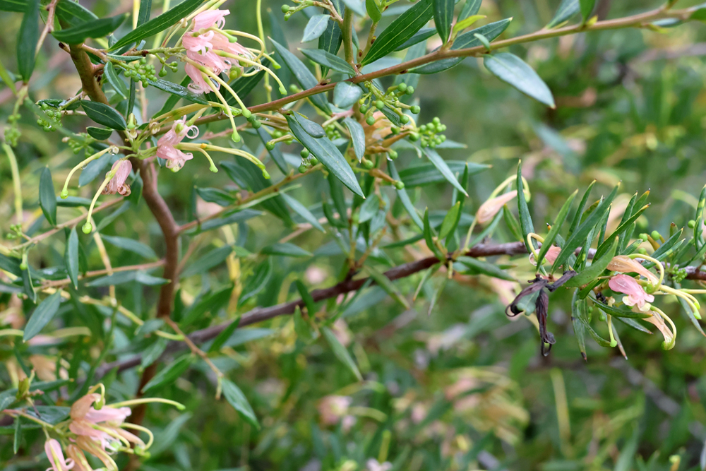 Grevillea juniperina ‘Molonglo’