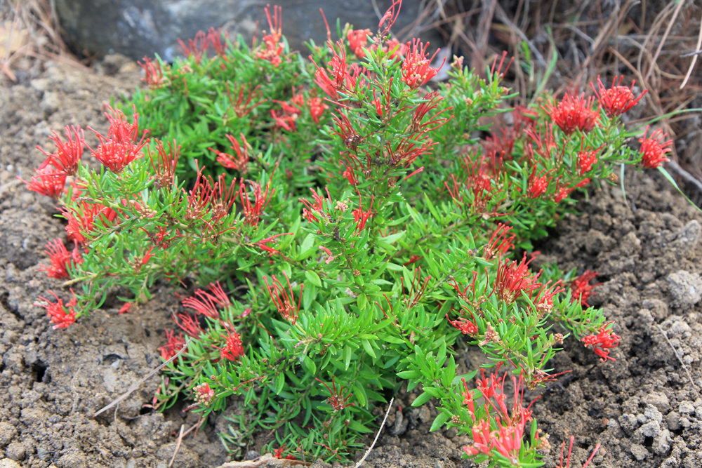 Grevillea juniperina ‘New Blood’