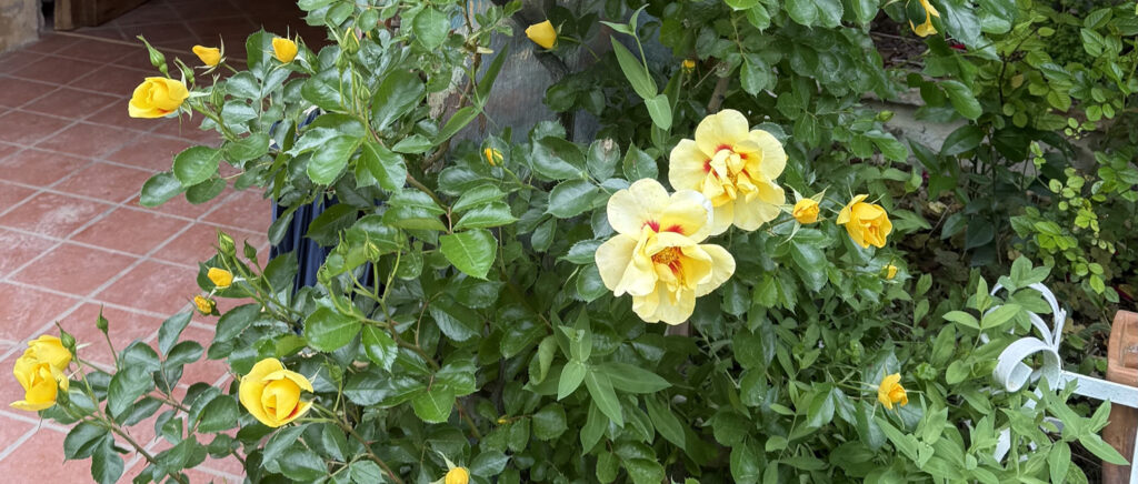 Rosa ‘Eyeconic’