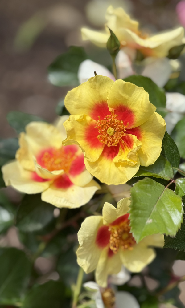 Rosa ‘Eyeconic’