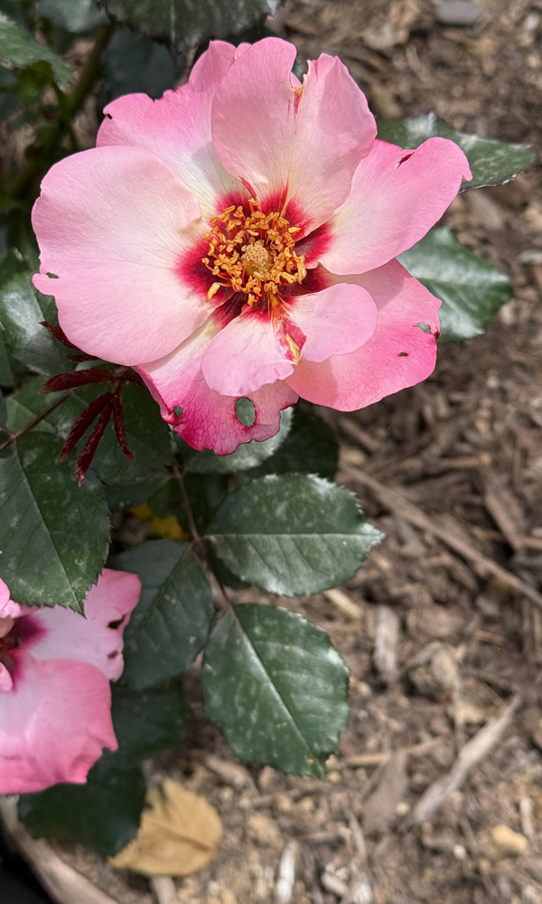 Rosa ‘For Your Eyes Only’