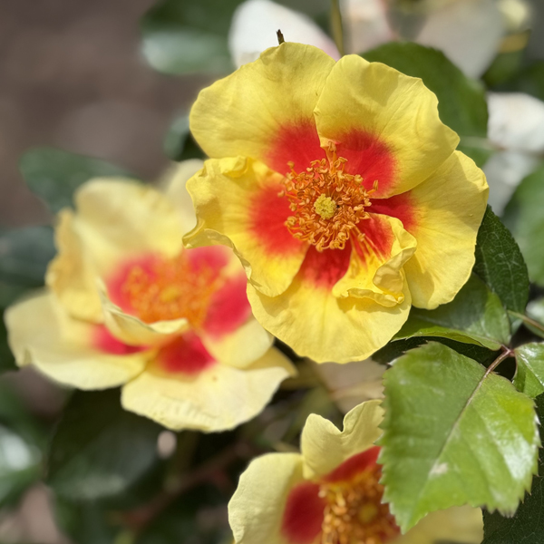 Rosa persica hybrids – Rosiers Hulthemia